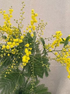 Assemblée générale de la Société des Amis de Moret et de sa Région le 7 février 2026